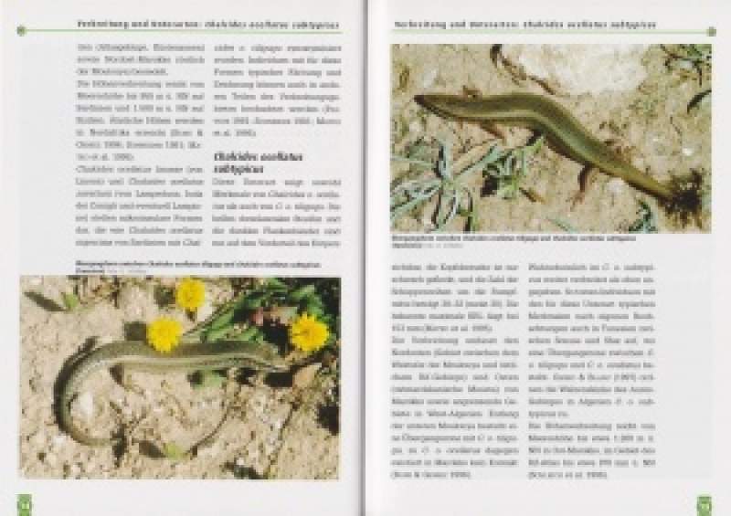 Preview: Der Gefleckte Walzenskink